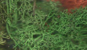 Summer Mix Lichen (x12) (JAV JSMLS) – diecast model